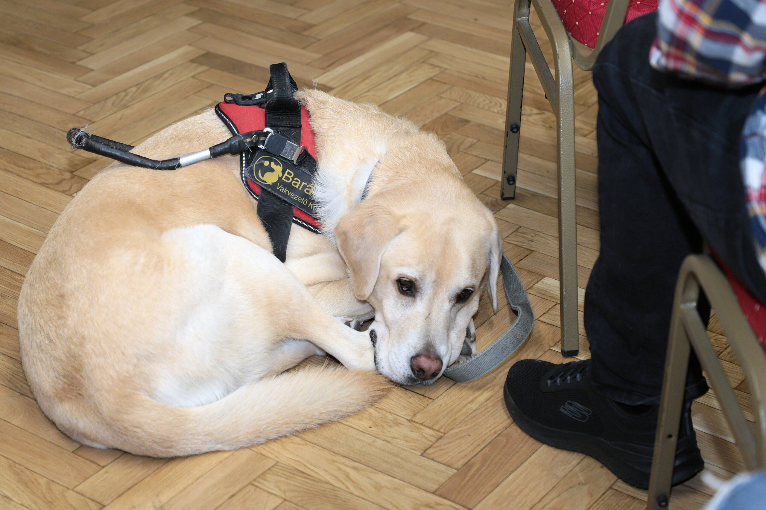 Újpesti Lámpások – Közösség és programok látássérülteknek – Újpest Media